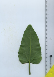 leafbottom