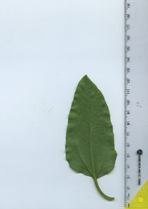leafbottom