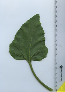 leafbottom