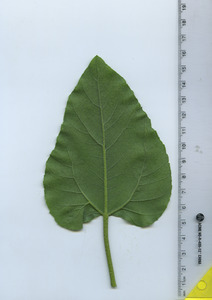 leafbottom