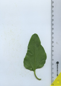 leafbottom