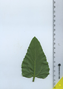 leafbottom
