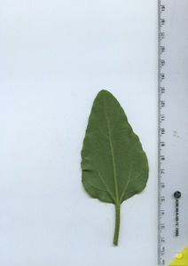 leafbottom