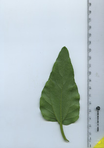 leafbottom