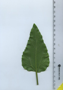 leafbottom