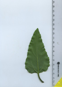leafbottom
