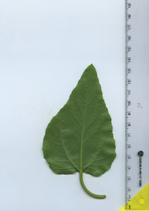 leafbottom