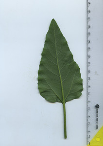 leafbottom