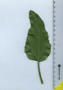 leafbottom