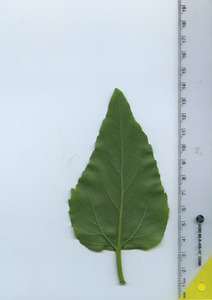 leafbottom