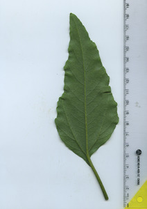 leafbottom