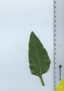 leafbottom