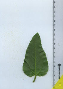 leafbottom