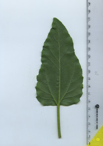leafbottom