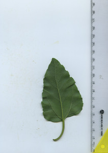 leafbottom