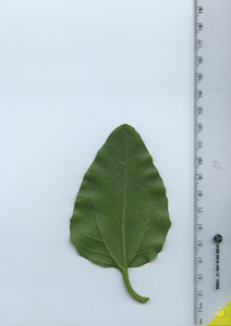 leafbottom