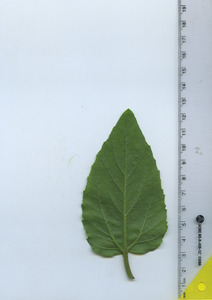 leafbottom
