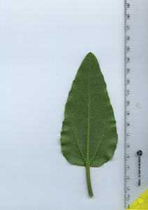 leafbottom