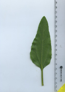leafbottom