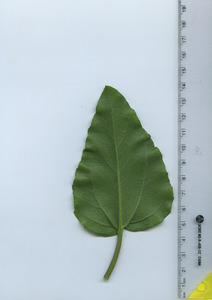 leafbottom