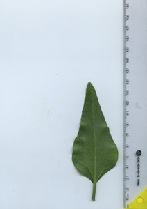 leafbottom