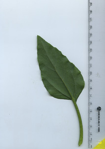 leafbottom