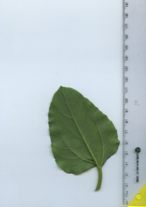 leafbottom