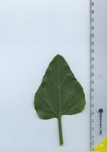 leafbottom