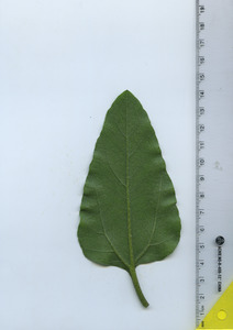 leafbottom