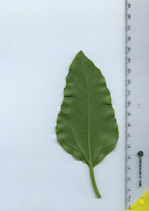 leafbottom