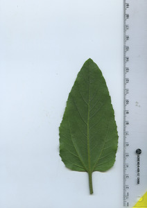 leafbottom