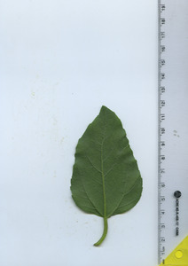 leafbottom
