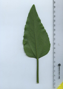 leafbottom