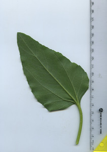 leafbottom