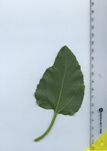 leafbottom