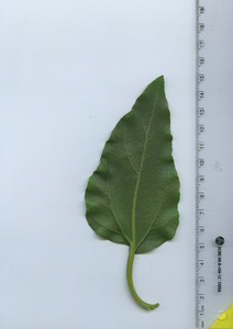 leafbottom