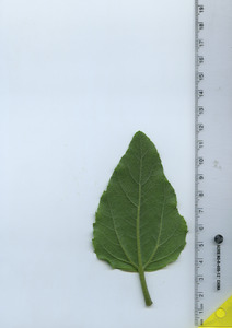 leafbottom