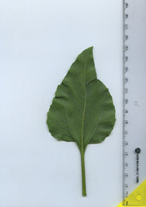 leafbottom