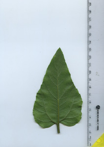 leafbottom