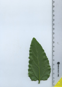 leafbottom