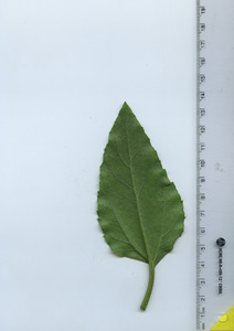 leafbottom