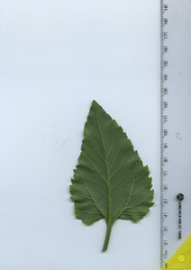 leafbottom