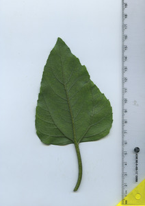 leafbottom