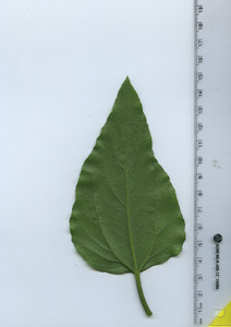 leafbottom