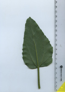 leafbottom