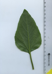 leafbottom