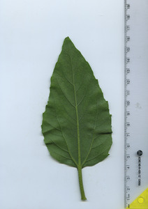 leafbottom