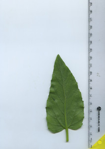 leafbottom