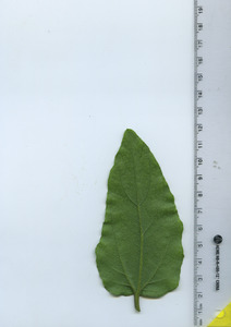 leafbottom
