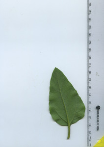 leafbottom